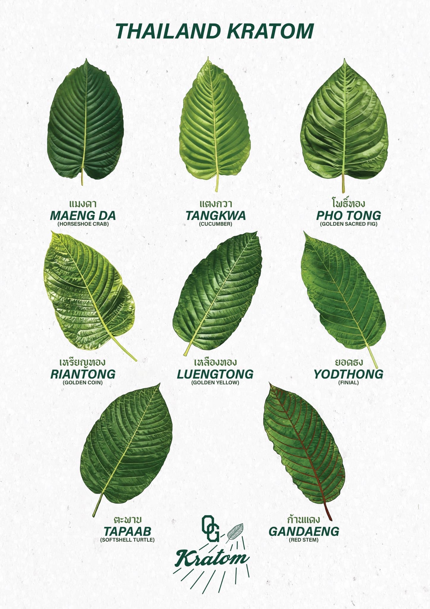 Illustrated chart of traditional Thai kratom leaf varieties